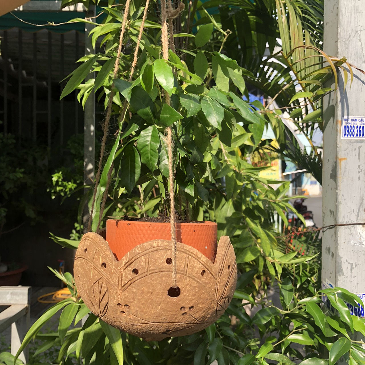 Gáo Trồng Lan - Chậu Trồng Cây Bằng Gáo Dừa (nhiều mẫu) (Tặng kèm dây thừng) giá 29,000 đang rẻ nhất thị trường