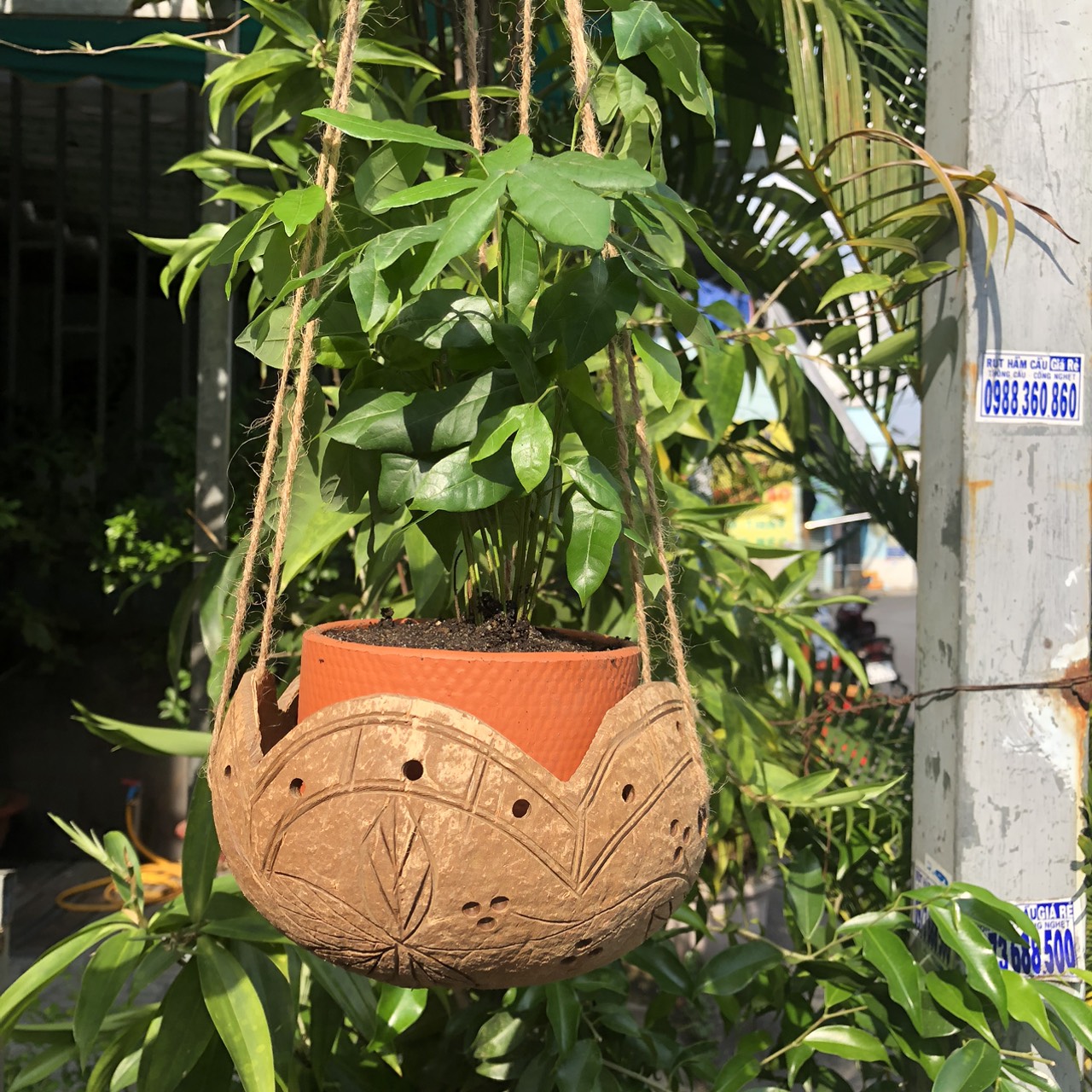 Gáo Trồng Lan - Chậu Trồng Cây Bằng Gáo Dừa (nhiều mẫu) (Tặng kèm dây thừng) giá 29,000 đang rẻ nhất thị trường
