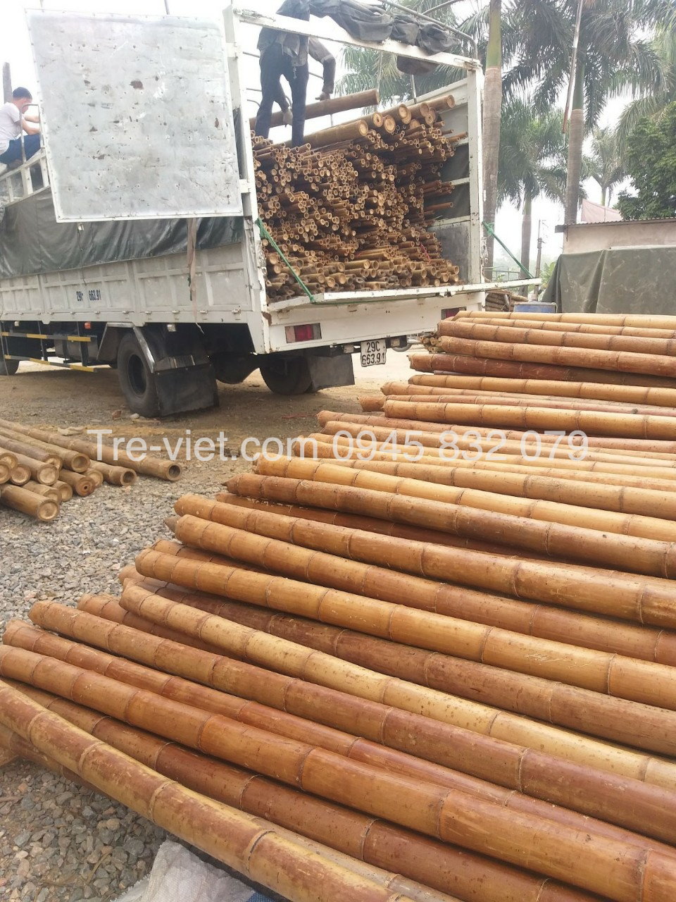 ảnh của sản phẩm Nguyên Liệu Tre Trúc Xây Dựng - Kho Tre Miền Nam số 7