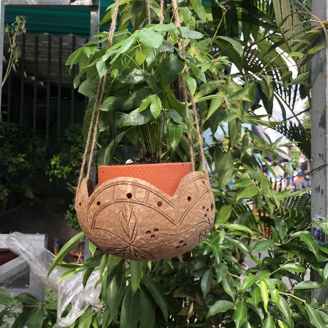 ảnh của sản phẩm Gáo Trồng Lan - Chậu Trồng Cây Bằng Gáo Dừa (nhiều mẫu) (Tặng kèm dây thừng) số 5