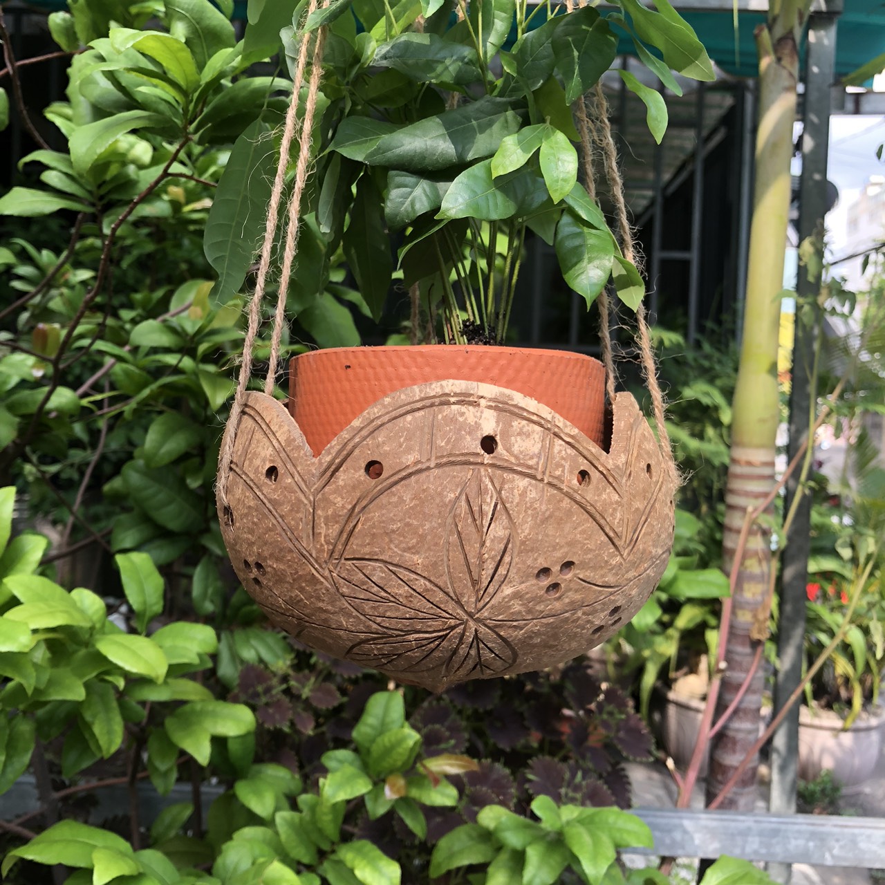 ảnh của sản phẩm Gáo Trồng Lan - Chậu Trồng Cây Bằng Gáo Dừa (nhiều mẫu) (Tặng kèm dây thừng) số 4